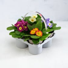 4 Primrose Plants in 9cm Pots