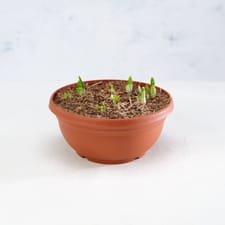 Co-op Tete a Tete 19cm