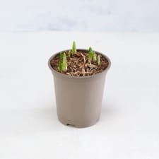 Co-op Tete a Tete 9cm