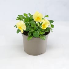 Co-op 13cm Pot Bedding